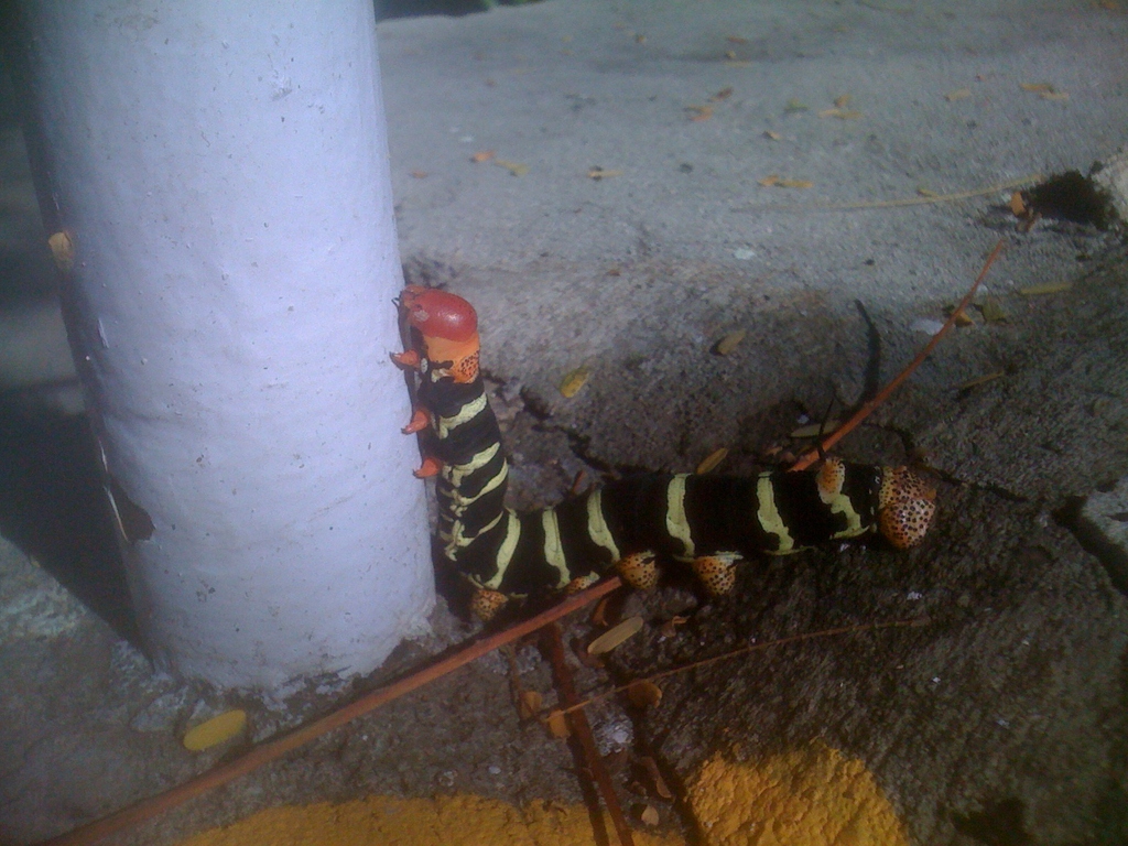 Huge caterpillar