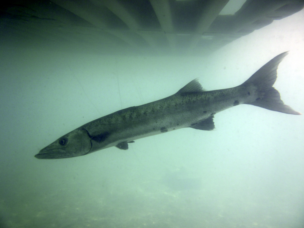 Barracuda!