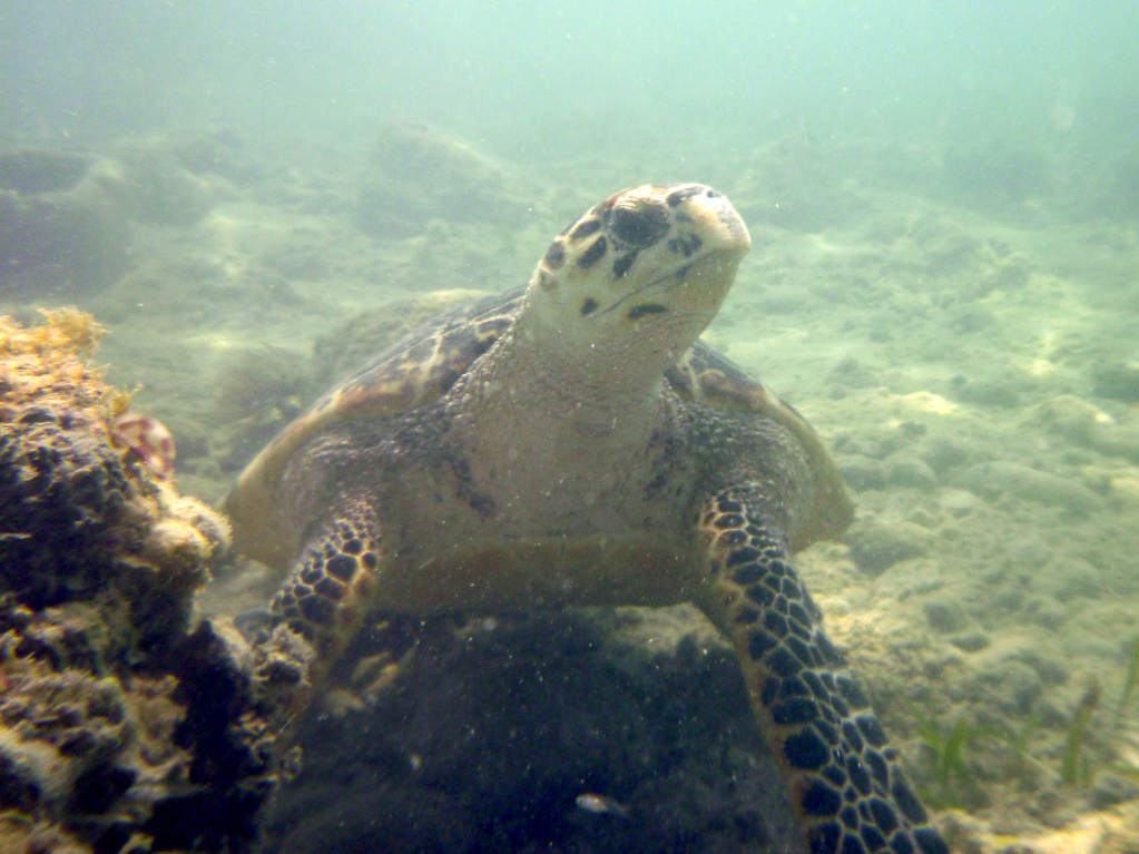 Sea turtle