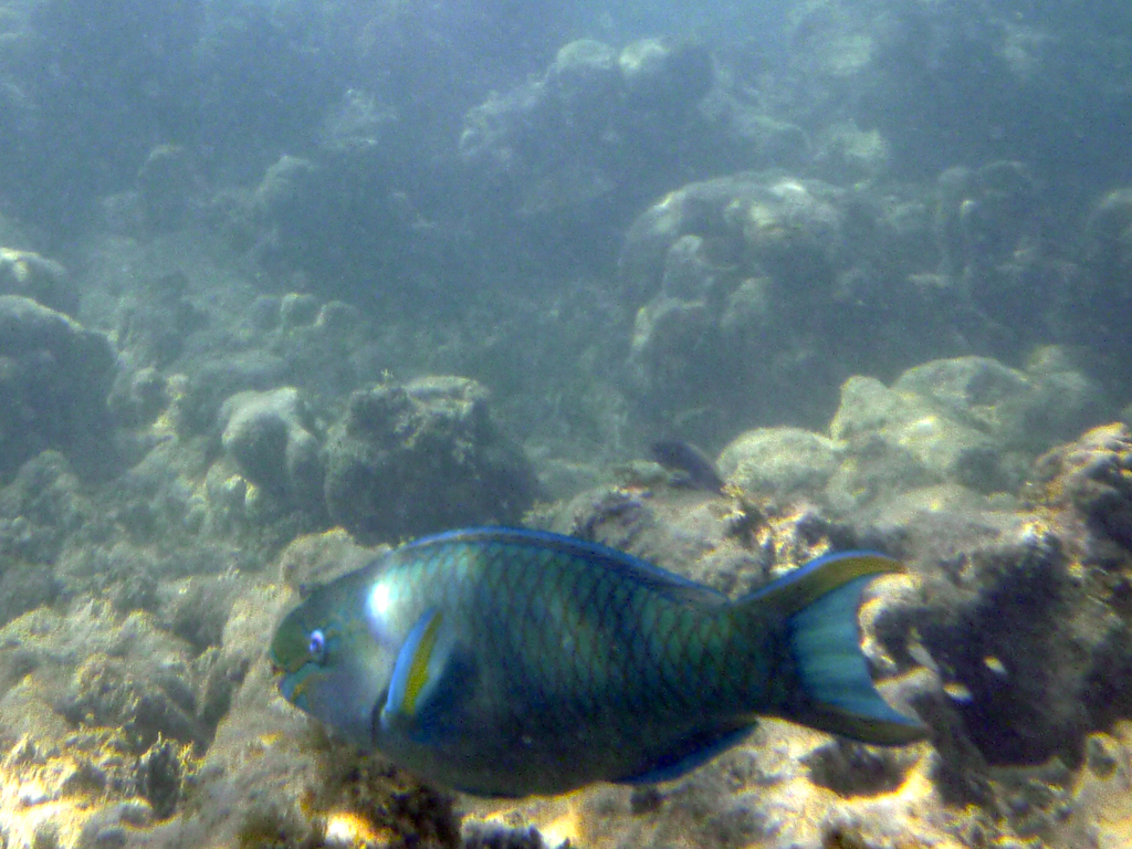 Parrot fish