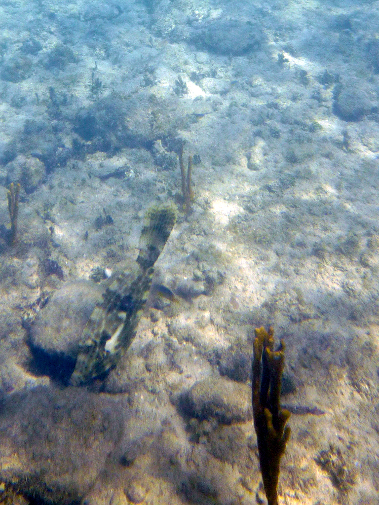 Fish
