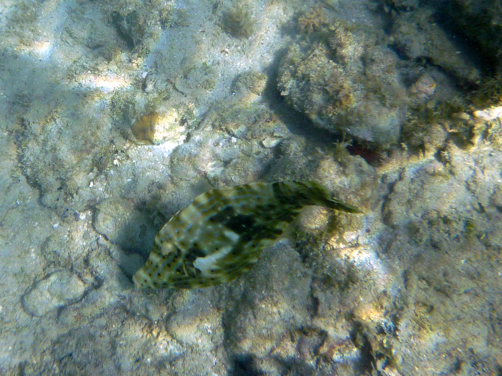 Fish
