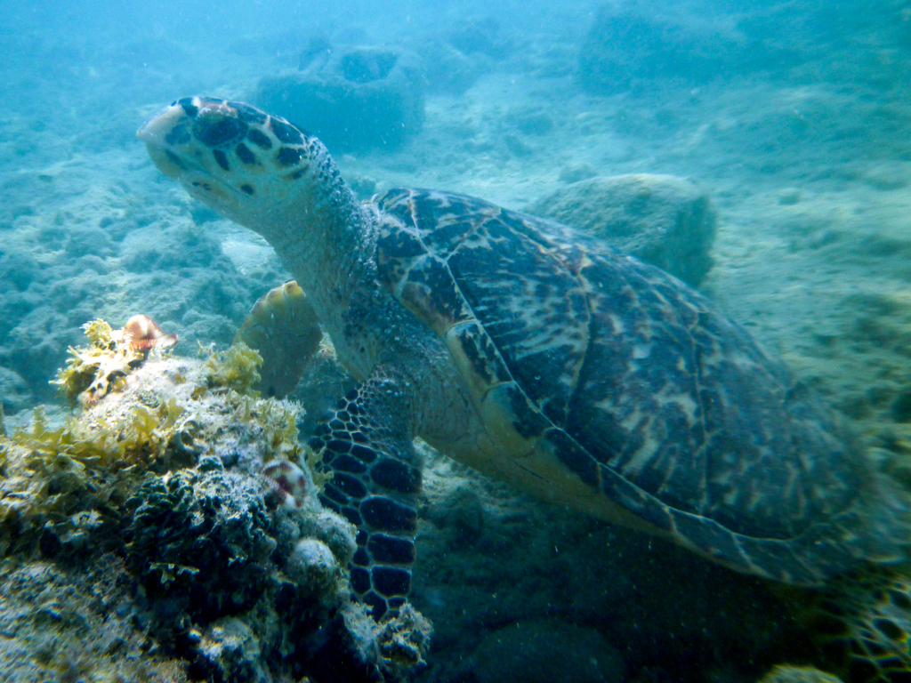 Sea turtle