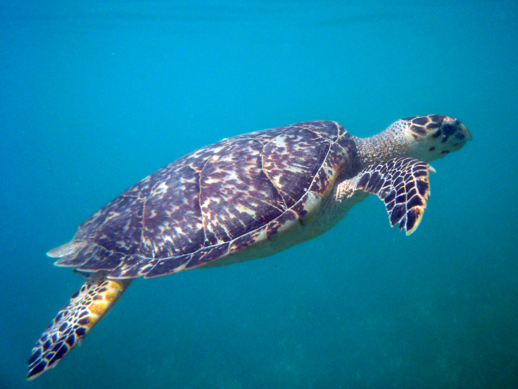 Sea turtle