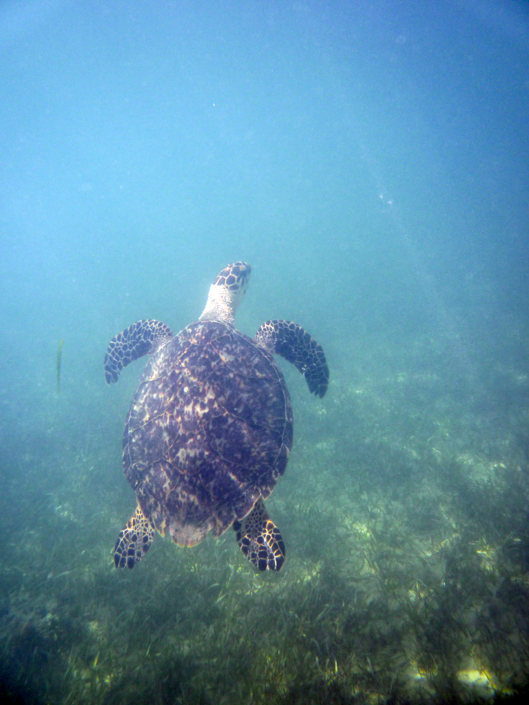 Sea turtle