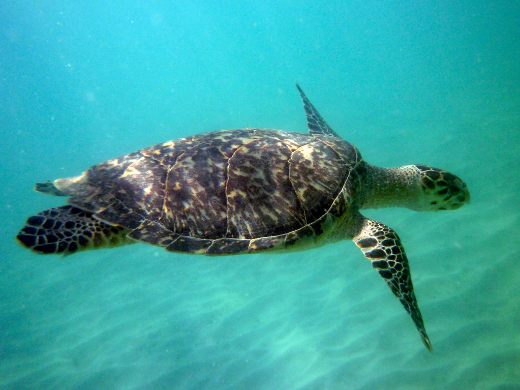 Sea turtle