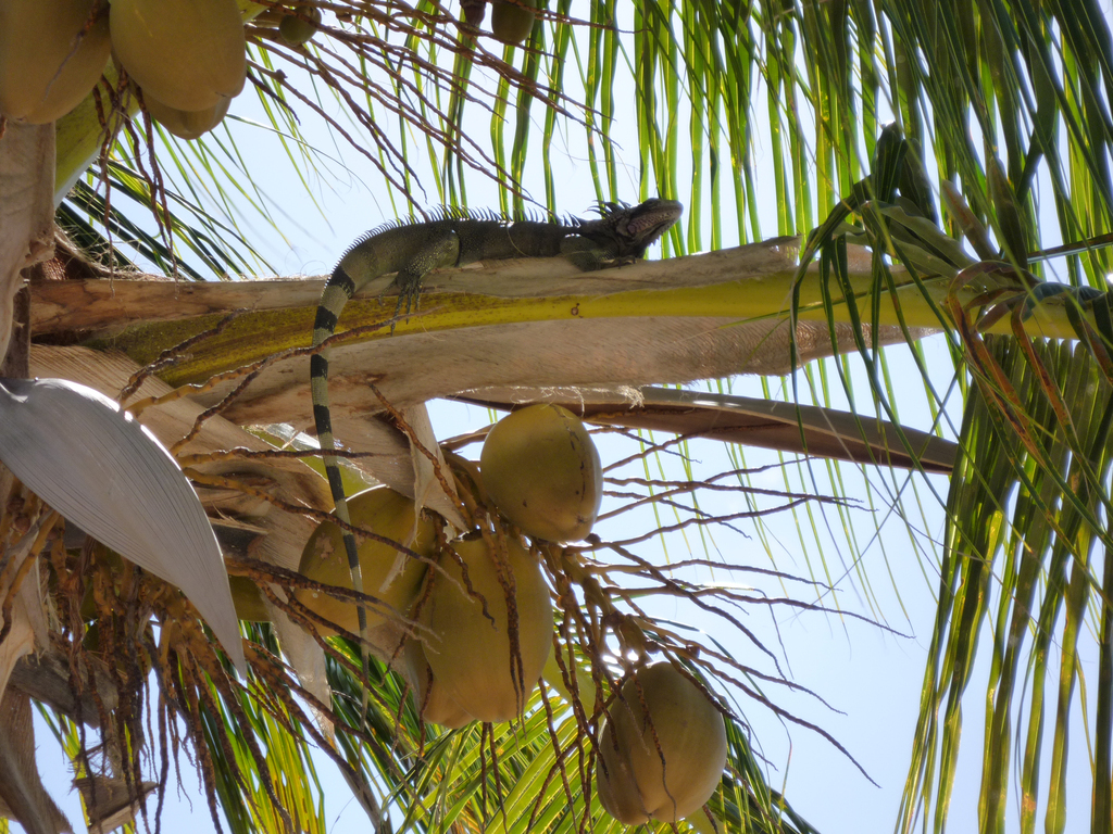 Another treed iguana