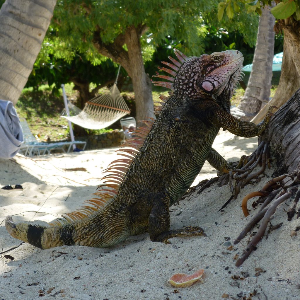 King of the beach