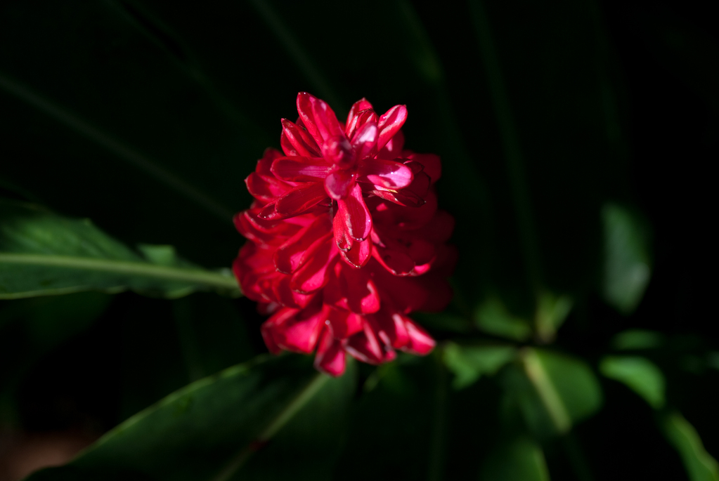 Flower Flower
