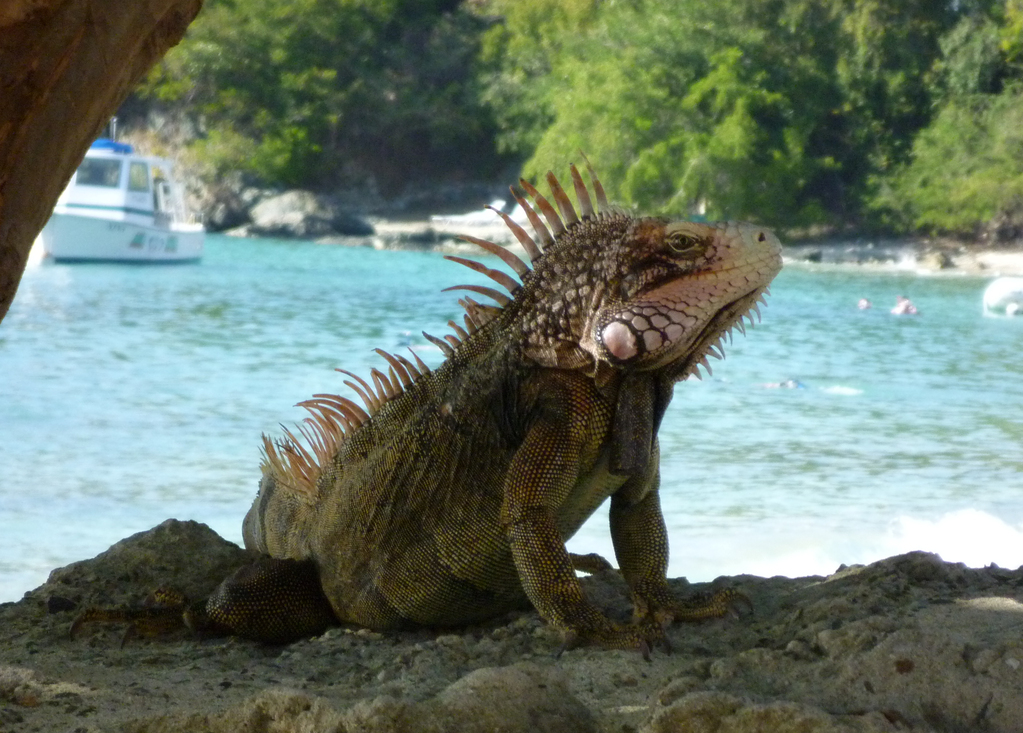 Iguana