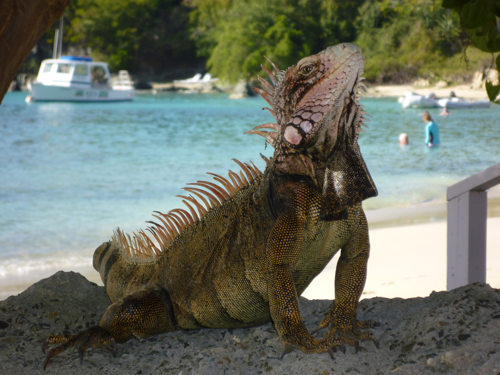 Iguana