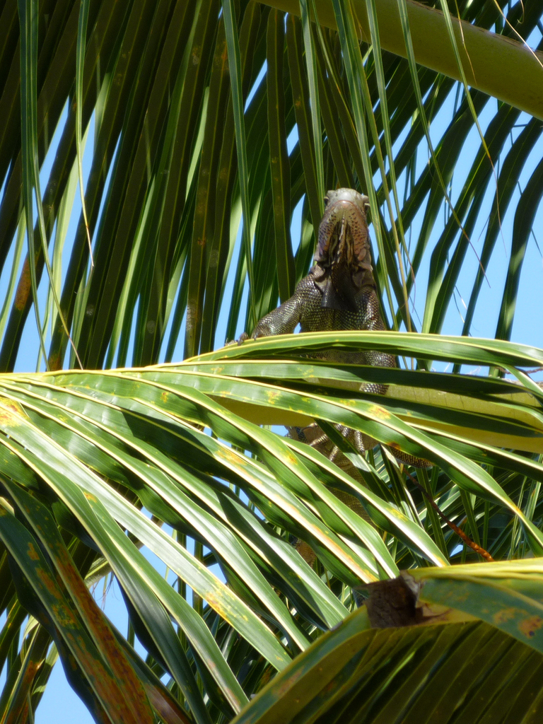 Iguana in a palm