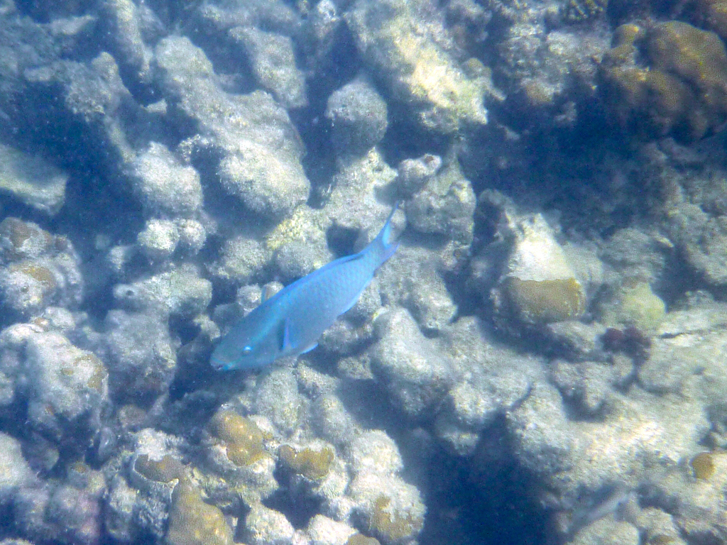 Parrot fish