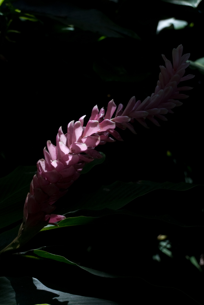 Flower Flower