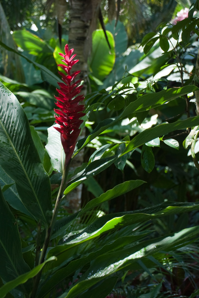 Flower Flower