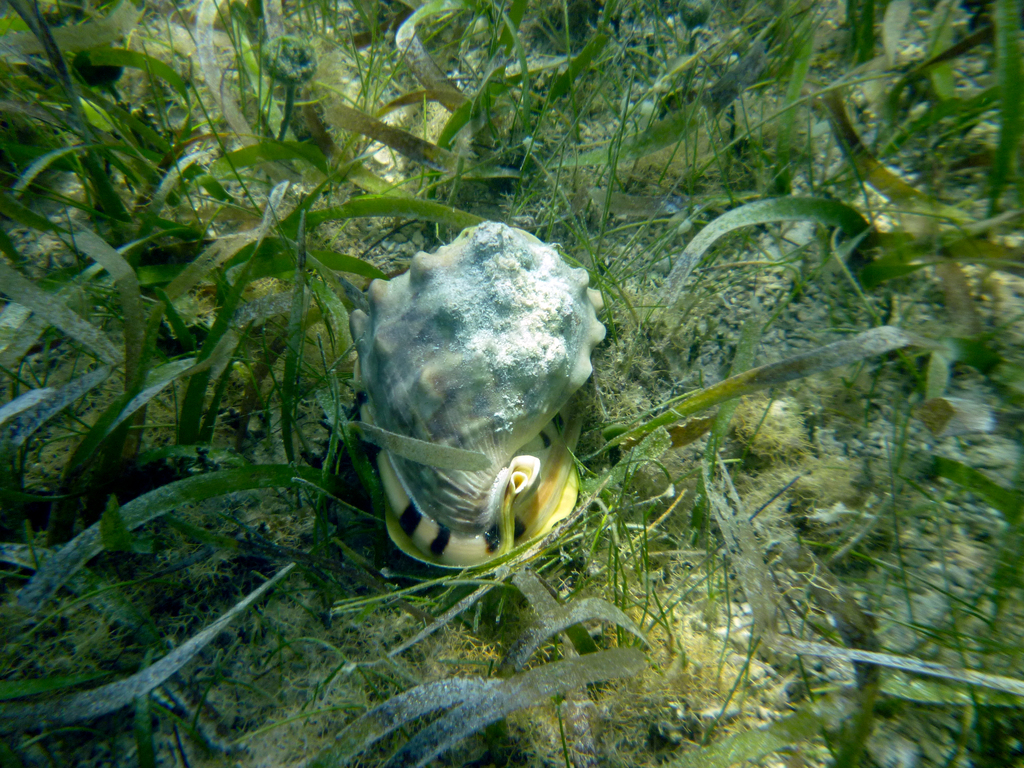 Conch