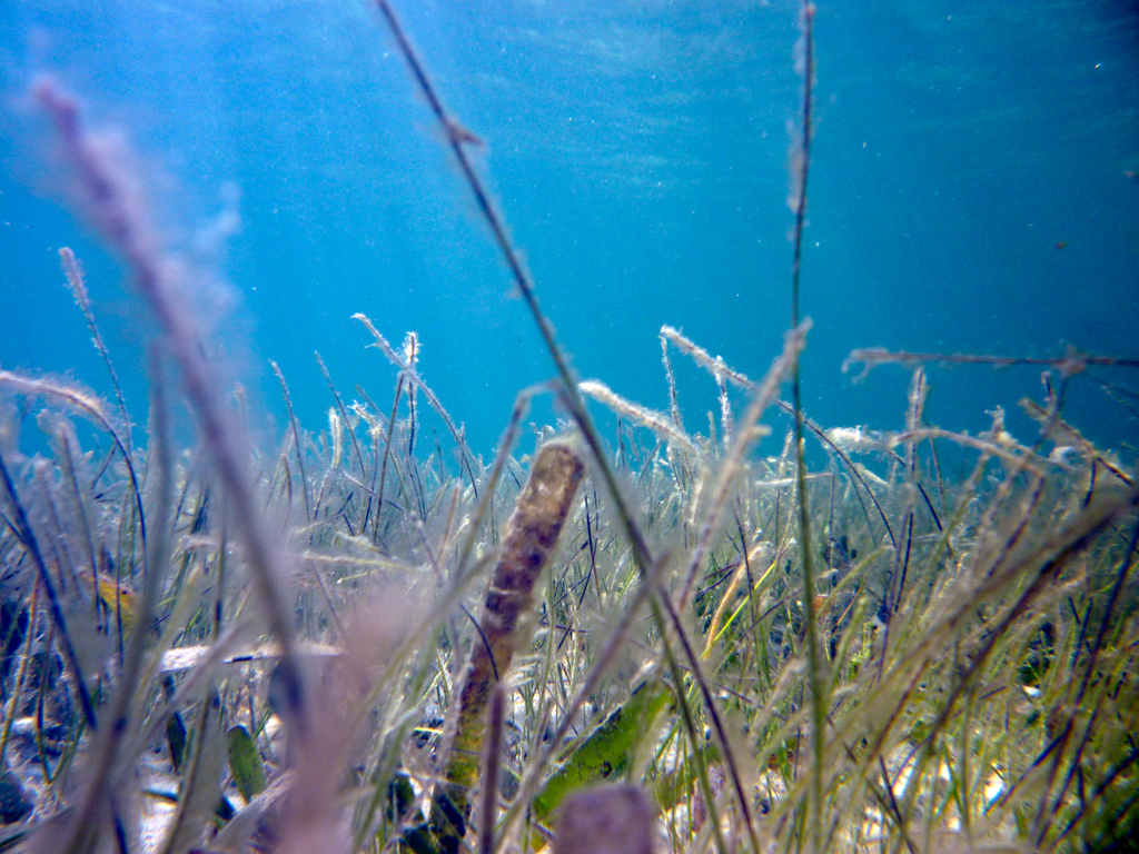 Sea grass