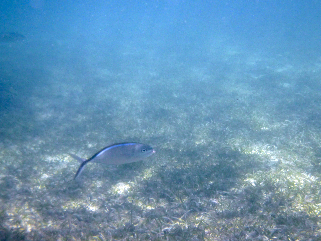 Fish