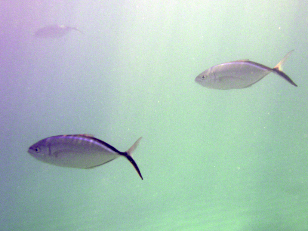 Fish