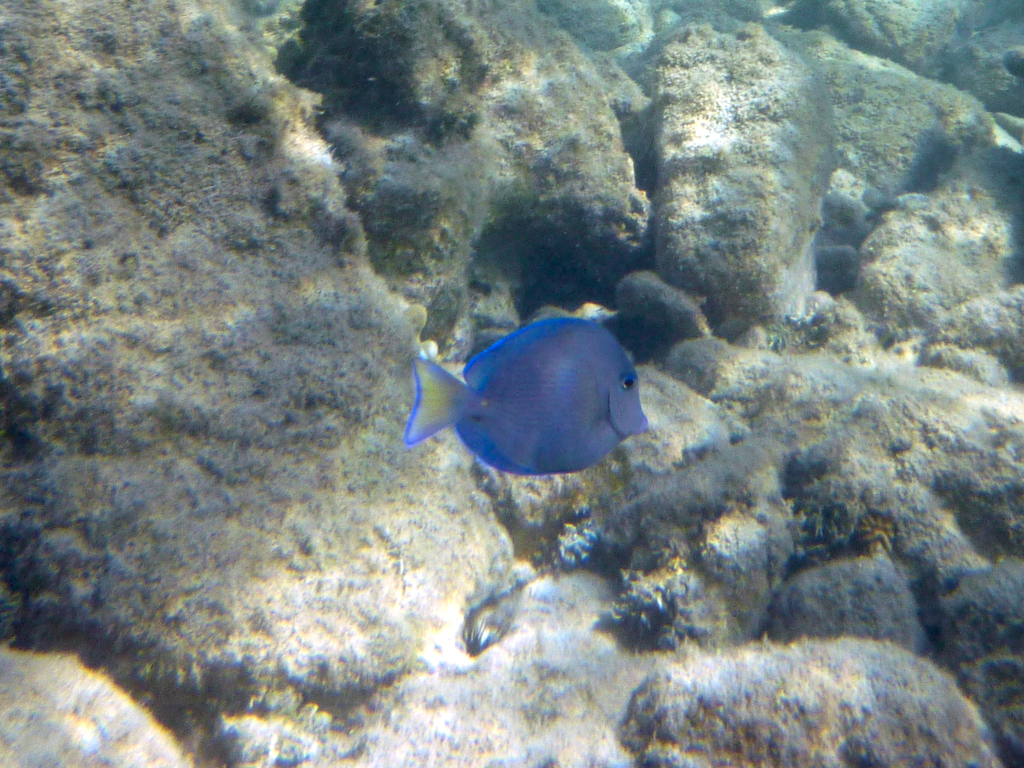 Fish