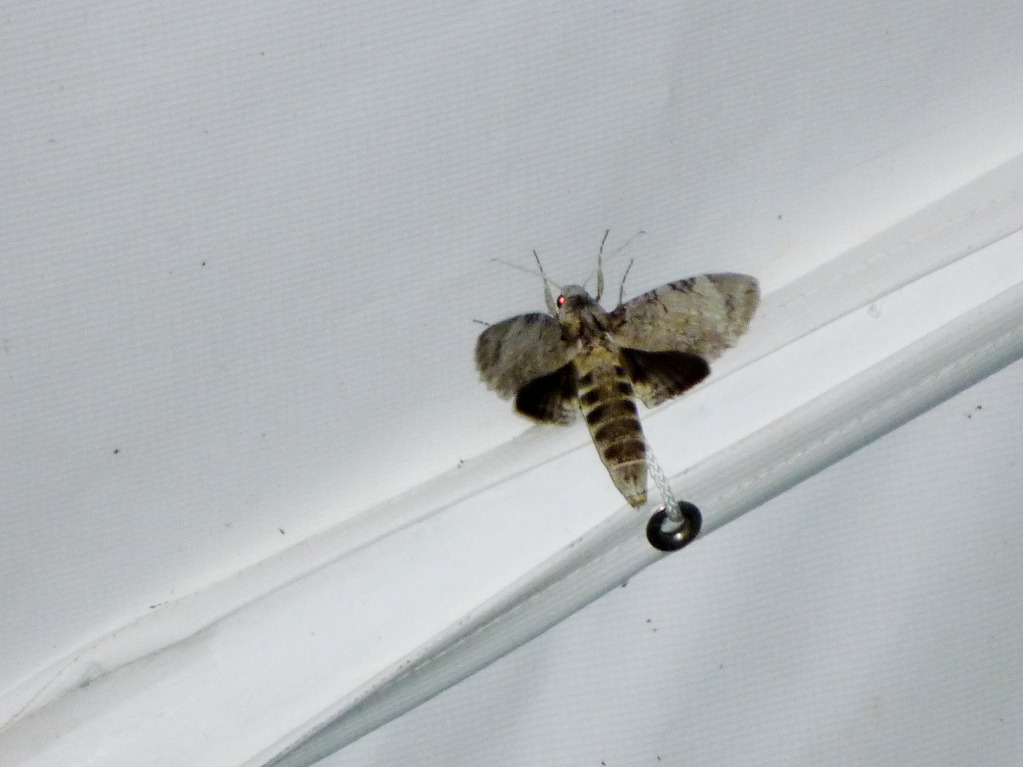 Huge moth