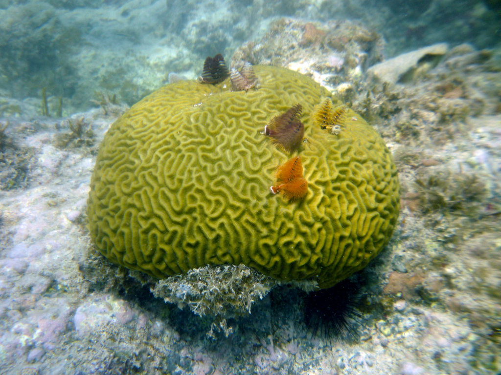 Brain coral with barnacles