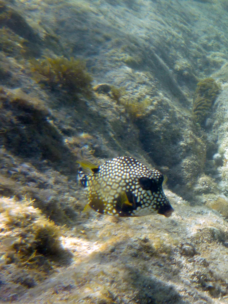 Blowfish