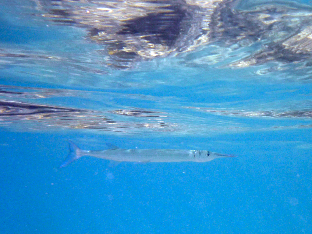 Fish