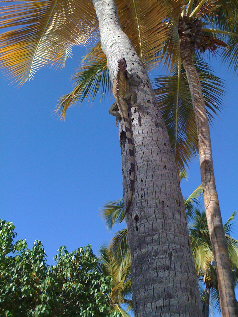 Iguana in a palm