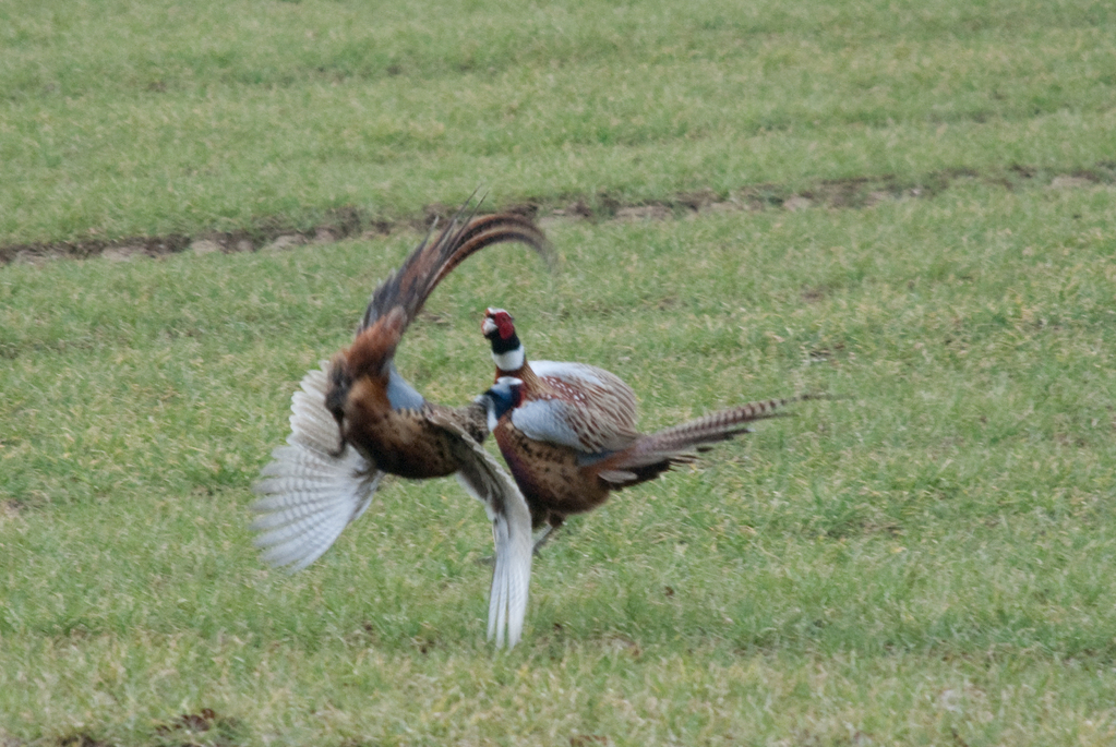 Phighting Pheasants