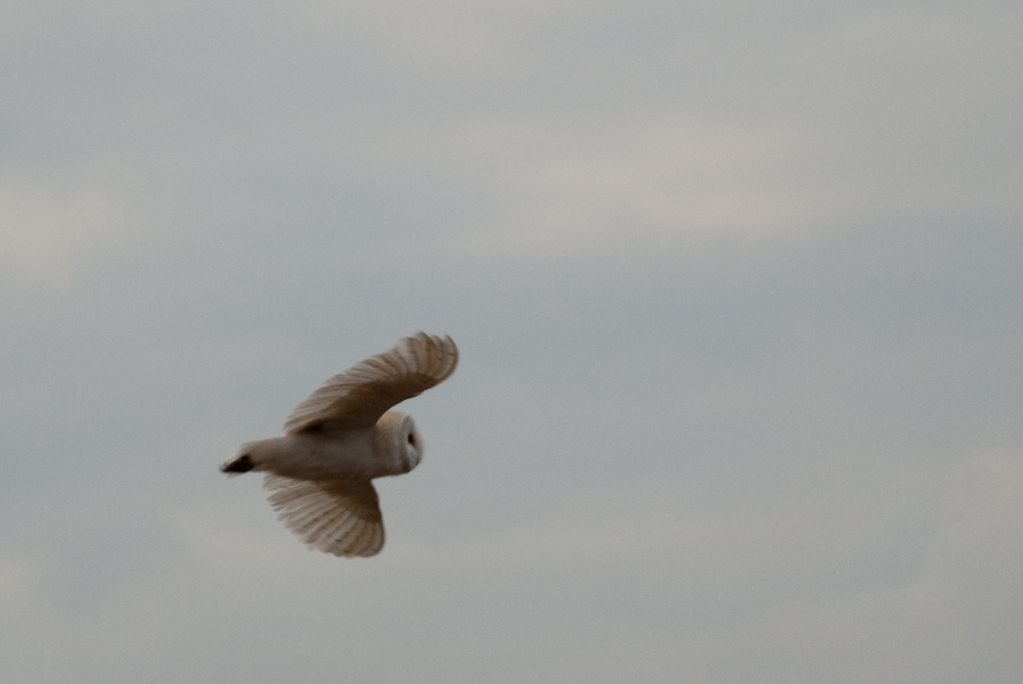 Barn owl