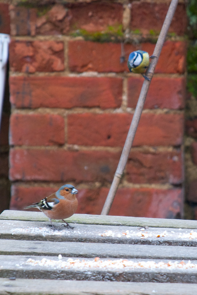 Songbirds