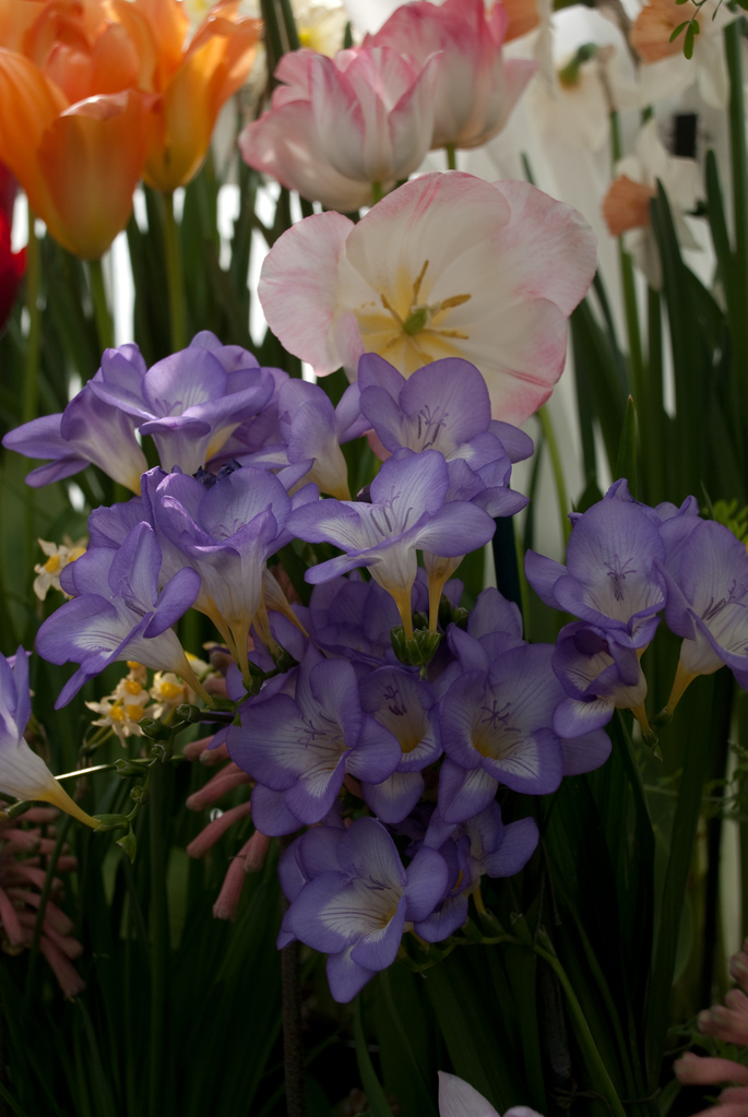 Smith College Bulb Show Smith College Bulb Show