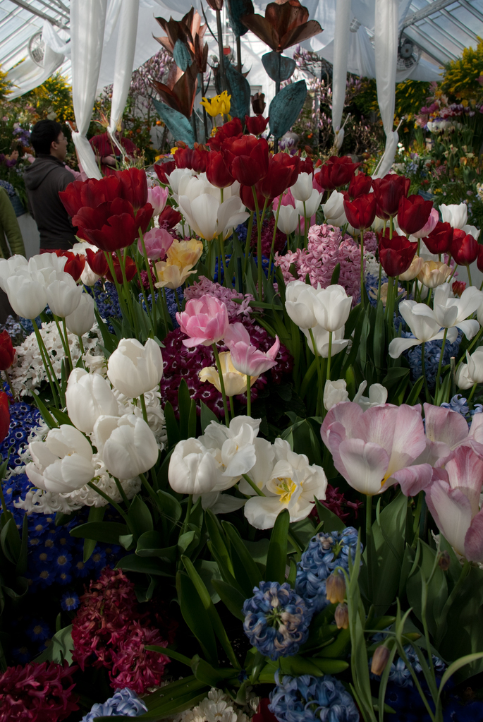 Smith College Bulb Show Smith College Bulb Show