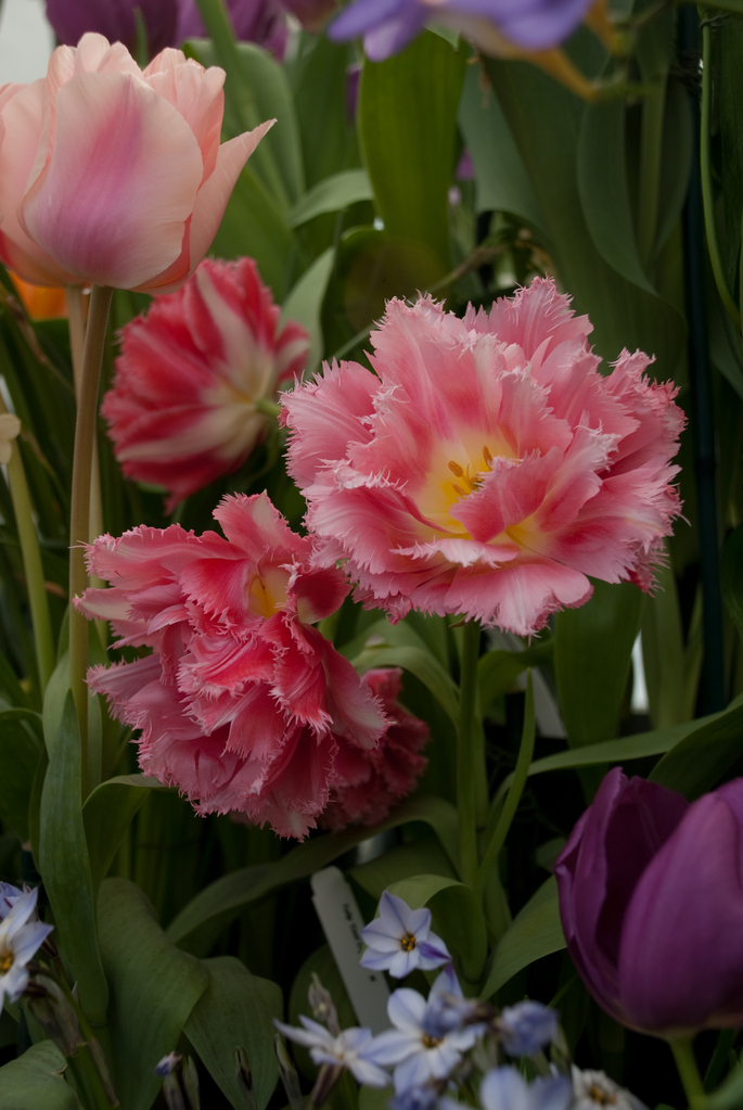 Smith College Bulb Show Smith College Bulb Show