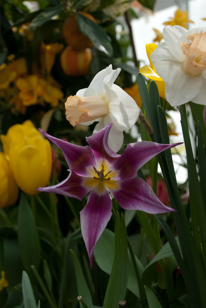 Smith College Bulb Show Smith College Bulb Show