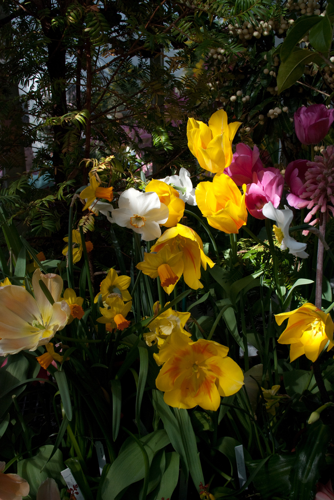 Smith College Bulb Show Smith College Bulb Show