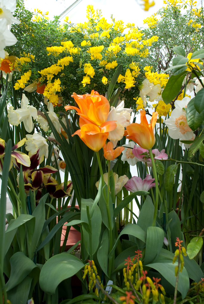 Smith College Bulb Show Smith College Bulb Show