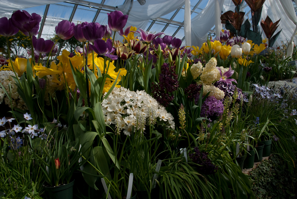 Smith College Bulb Show Smith College Bulb Show