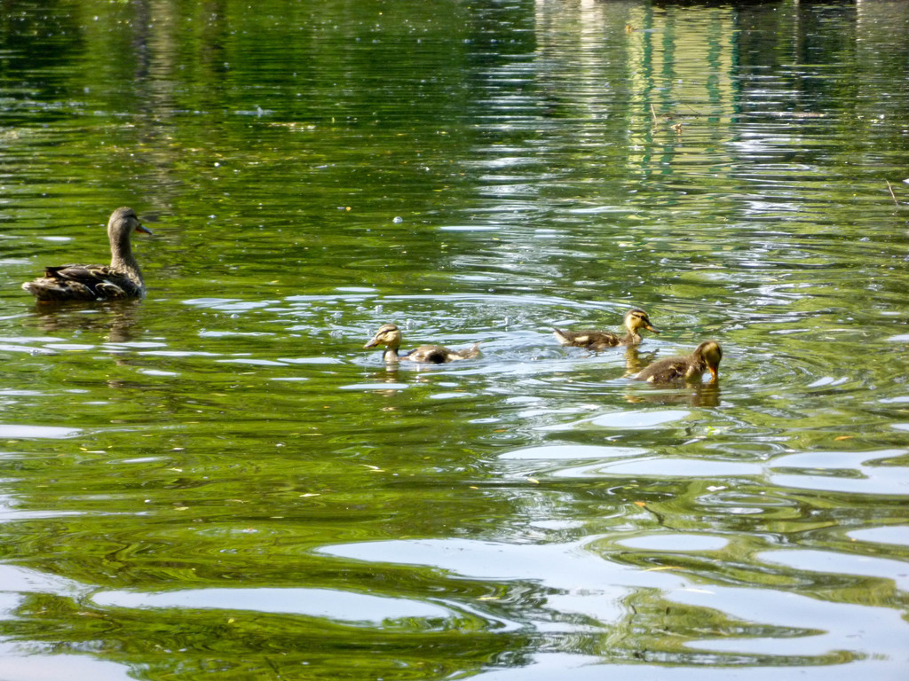 Ducklings