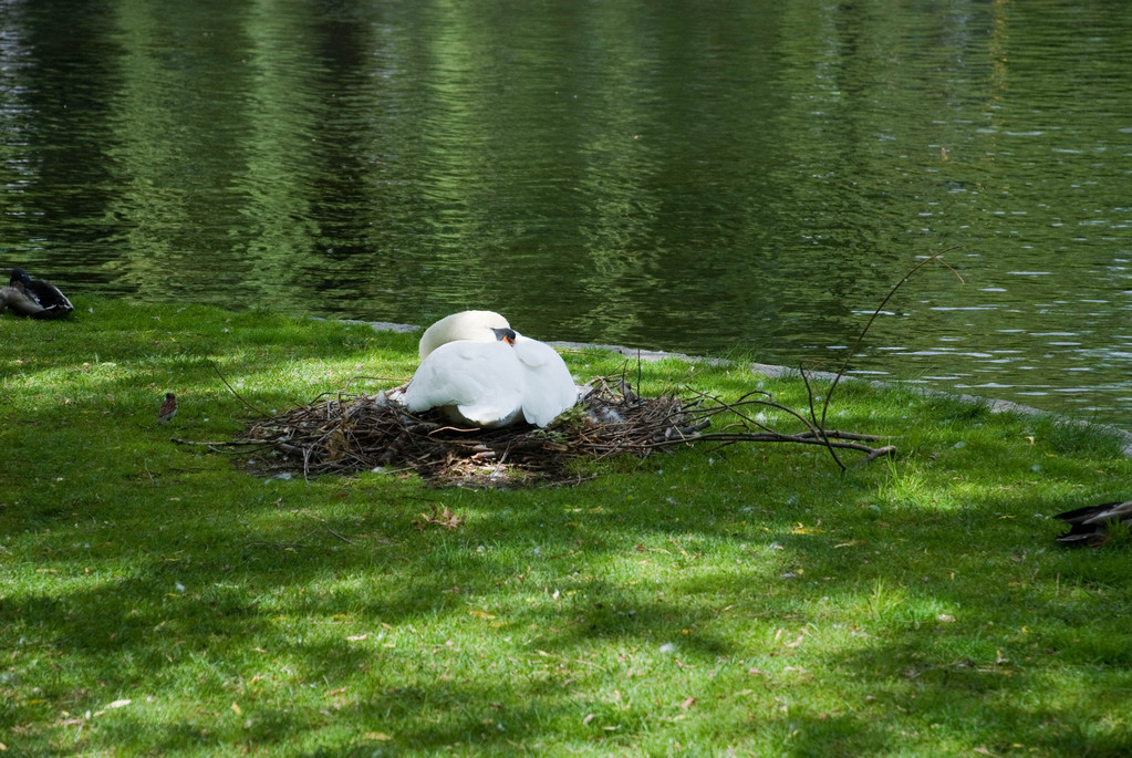 Swan mom