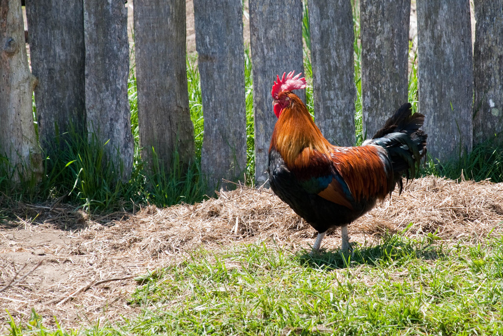 Rooster