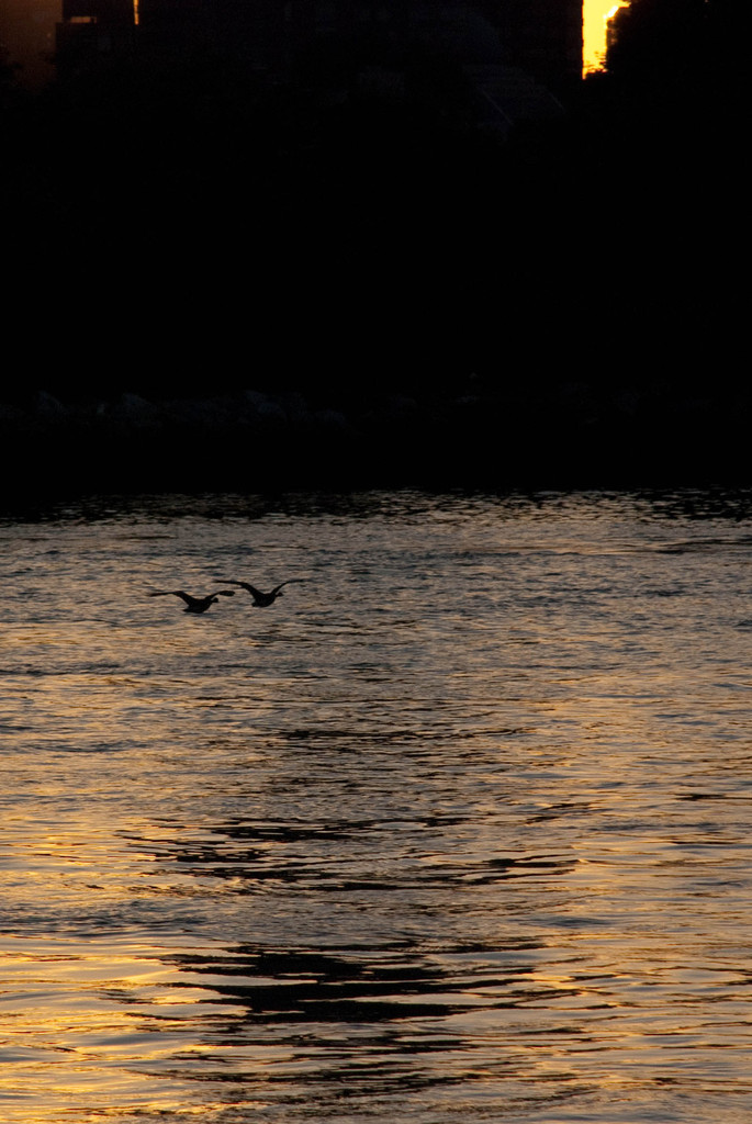 Canada geese