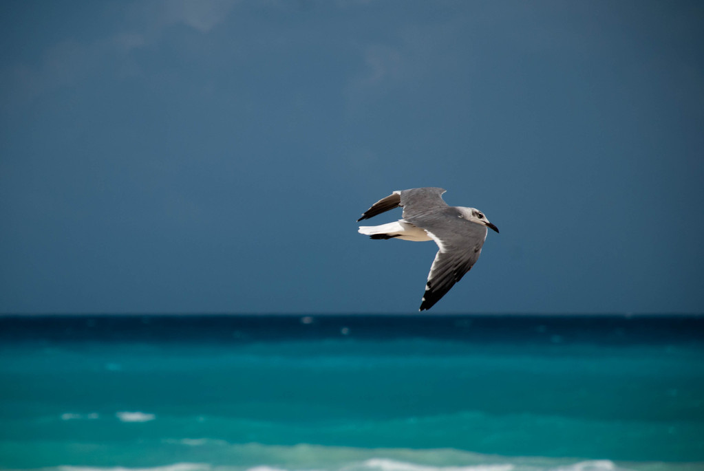 Seagull