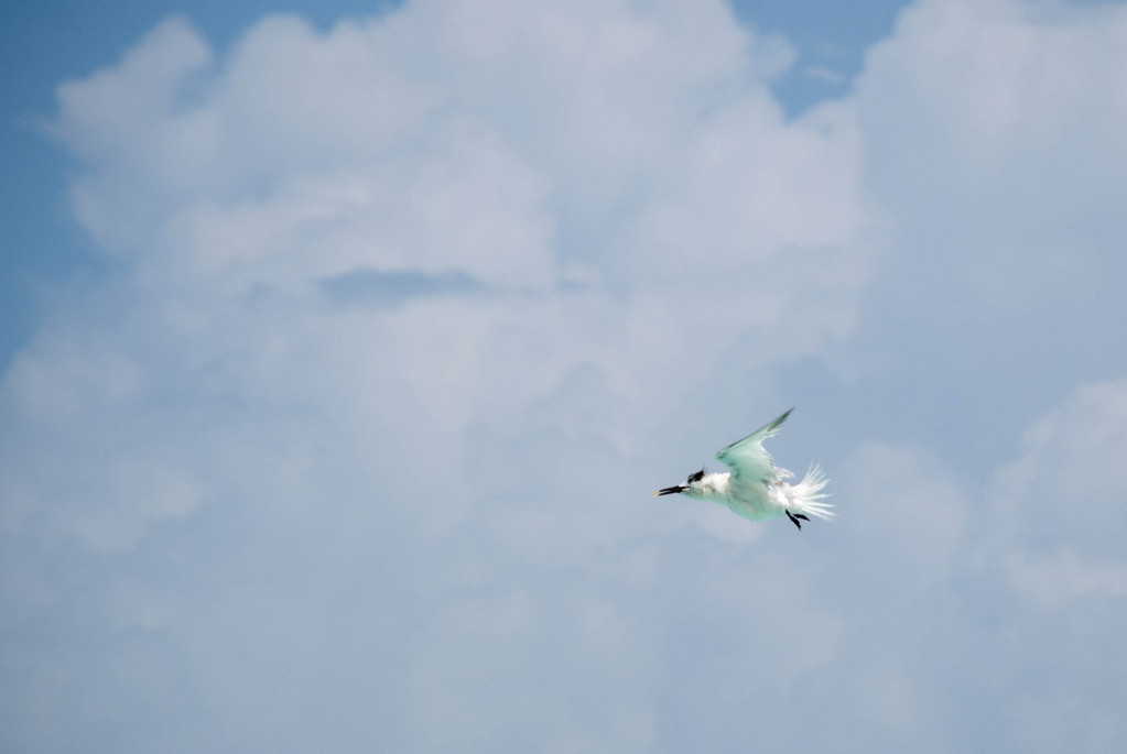 Seagull