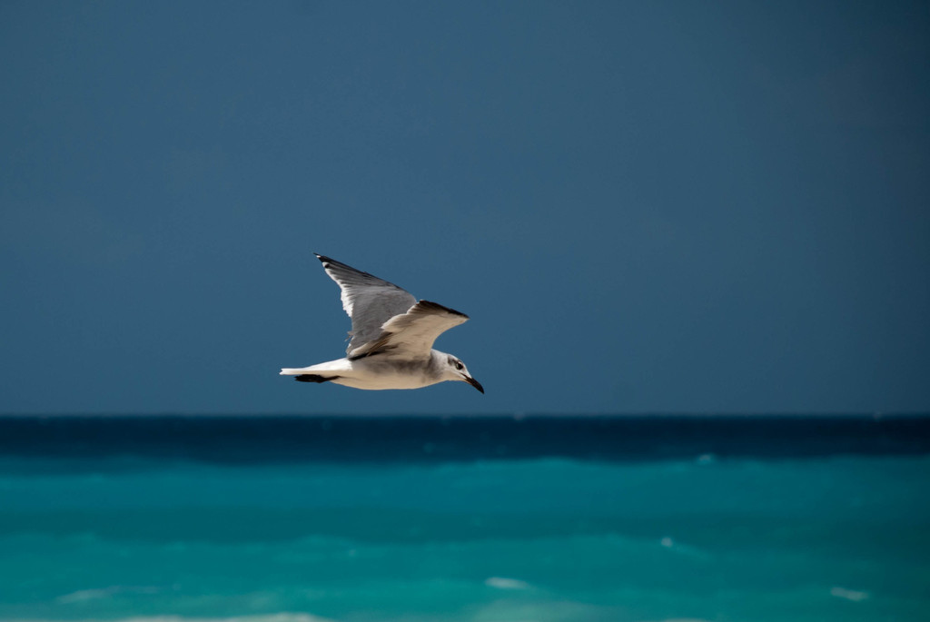 Seagull