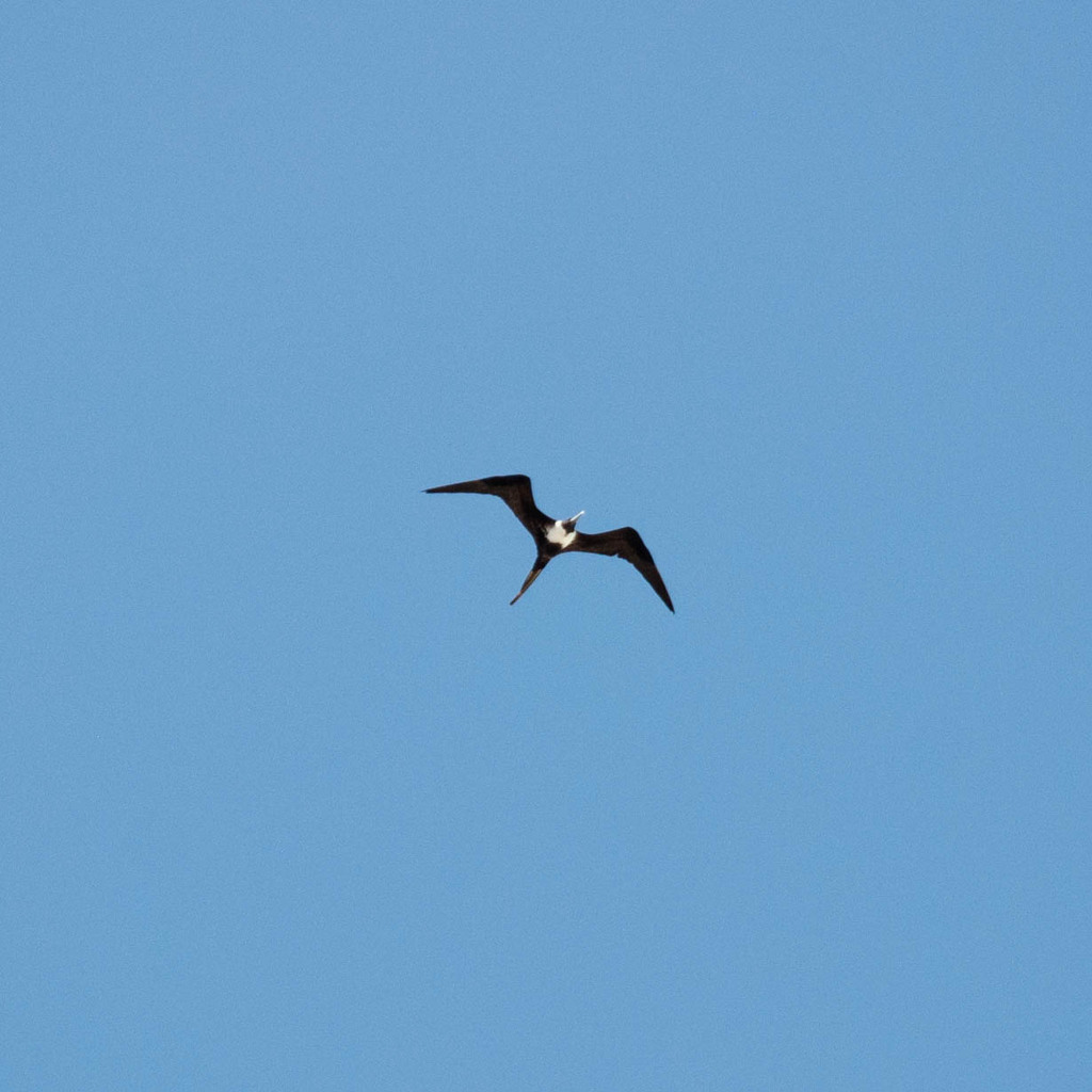 Cormorant?