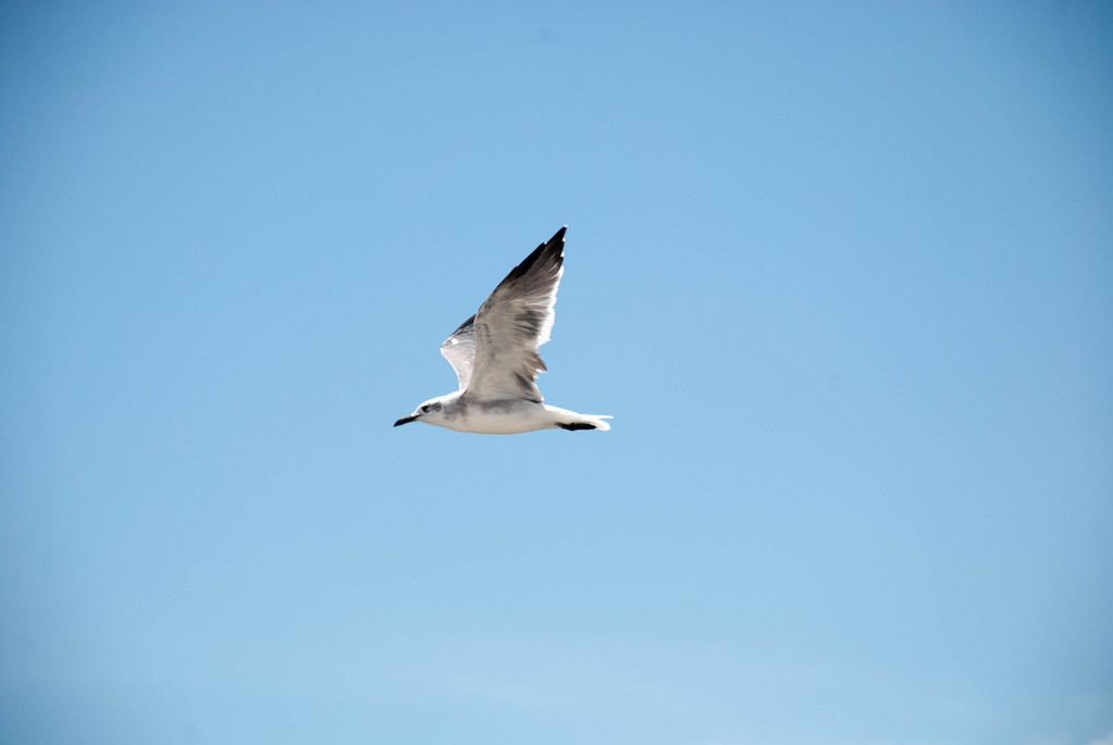 Seagull