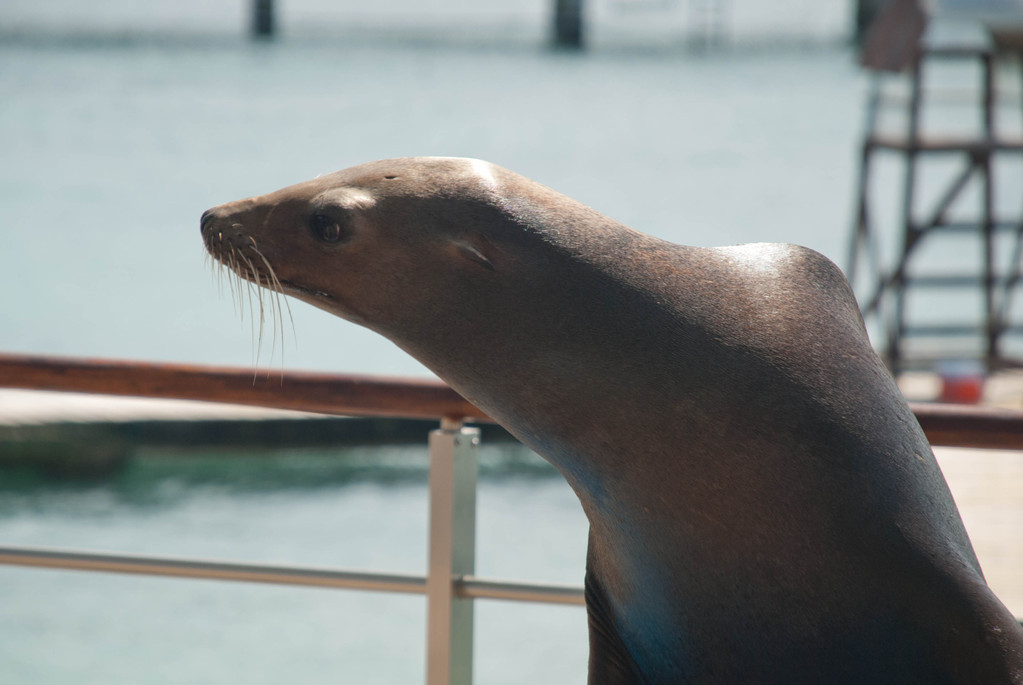 Performing sealion Performing sealion