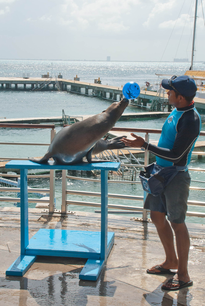Sealion trick Sealion trick